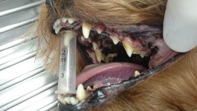 Starejte se psovi o zuby, bude je potřebovat