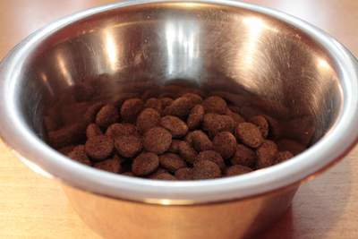 Špatné krmivo pro psa, mají veterináři svědomí?