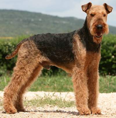 Airedale terier