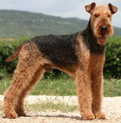 Airedale terier