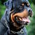 štěňata  Rottweilera s průkazem původu